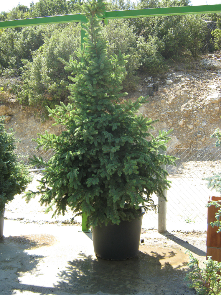 göknar-köknar (Abies)